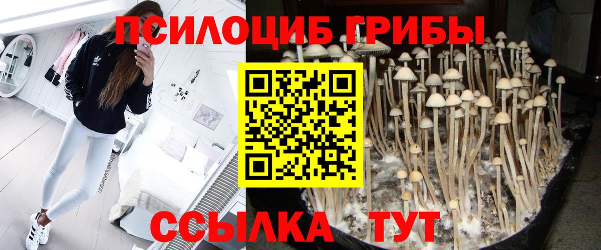 Будённовск  Псилоцибиновые грибы Magic Shrooms  Вход с VPN 